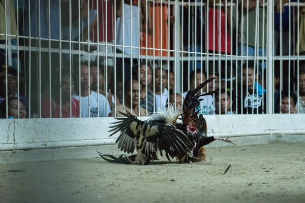 MOALBOAL - PHILIPPINES - DECEMBER 29, 2012 - Annual Cock derby fight — Stock Photo, Image