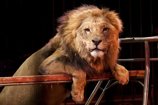 Cirkus lejon stående i en bur — Stockfoto