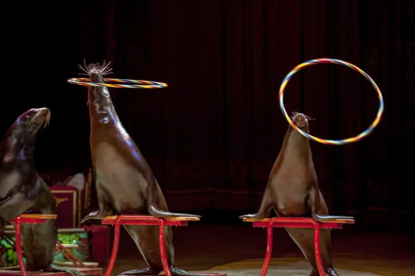 Circus Seal while playing on the black — Stock Photo, Image