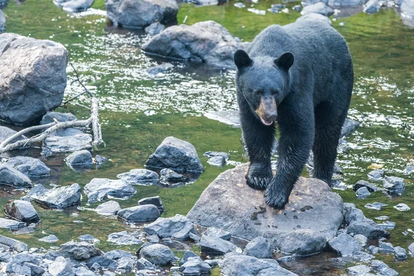 Olbrzymi niedźwiedź pleców podczas gdy przychodzi do Ciebie — Zdjęcie stockowe