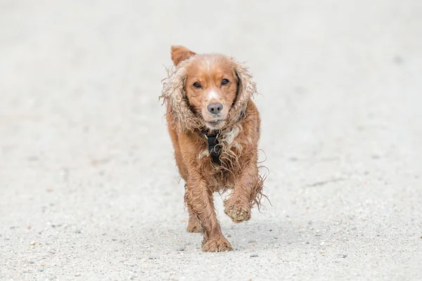 生まれたての子犬イングリッシュコッカースパニエル犬砂を掘り — ストック写真