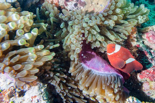 Red Clown fish in anemone Raja Ampat Papua — Stock Photo, Image