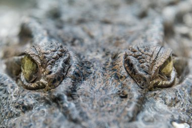 Timsah Timsah göz yakın çekim