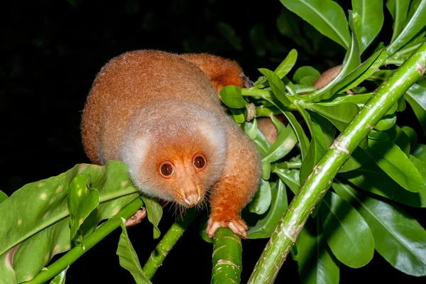 Cuscus indonesian endemic monkey — Stock Photo, Image