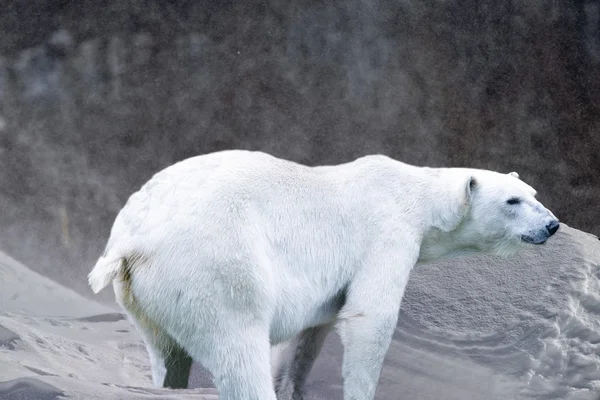 Urso polar na neve e fundo de gelo — Fotografia de Stock