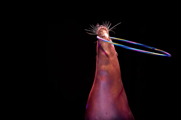 Circus Seal while playing on the black — Stock Photo, Image