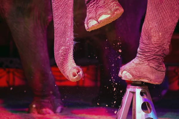 Circus elephant on the black — Stock Photo, Image