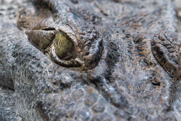 Κροκοδείλια αλιγάτορα μάτι σε κοντινό πλάνο — Φωτογραφία Αρχείου