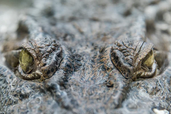 Timsah Timsah göz yakın çekim