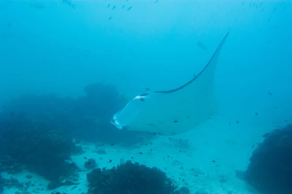 Manta tijdens het duiken in Raja Ampat Papoea-Indonesië — Stockfoto