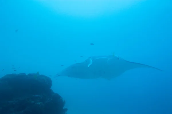 蝠鲼潜水 Raja Ampat 巴布亚印度尼西亚的时候 — 图库照片