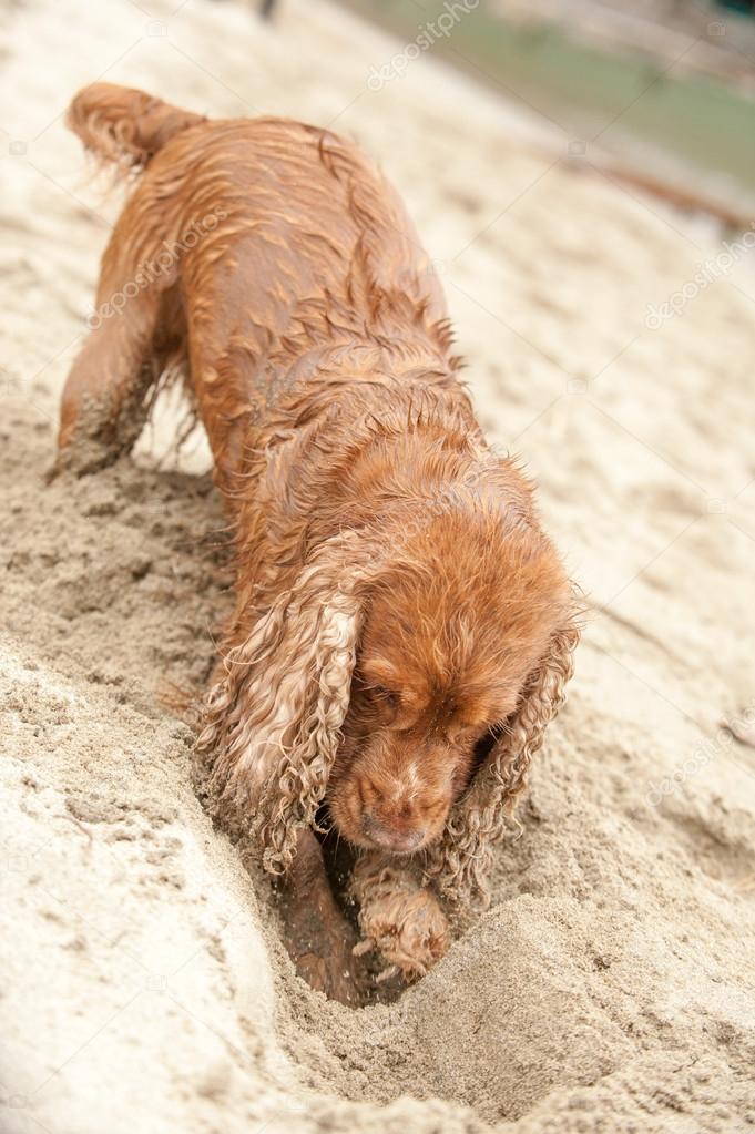 Newborn puppy English cocker spaniel dog digging sand 