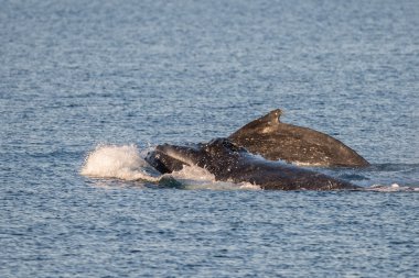 Kambur balinalar Avustralya'da Yüzme