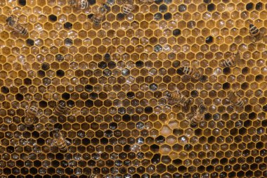 Arıların kovan makro içinde yakın çekim