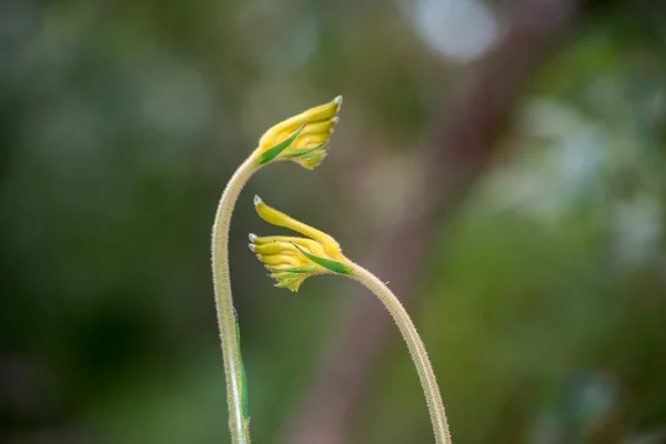 Canguro Pow flor Australia Occidental — Foto de Stock