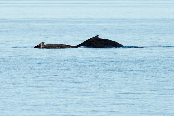 Горбатые киты, плавающие в Австралии — стоковое фото