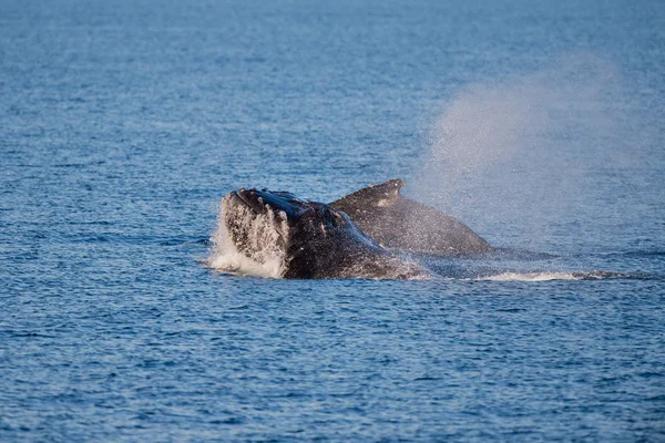 Baleias jubarte nadando na Austrália — Fotografia de Stock