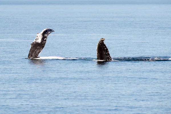 Kambur balinalar Avustralya'da Yüzme — Stok fotoğraf