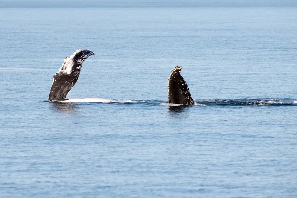 オーストラリアで泳ぐザトウクジラ — ストック写真