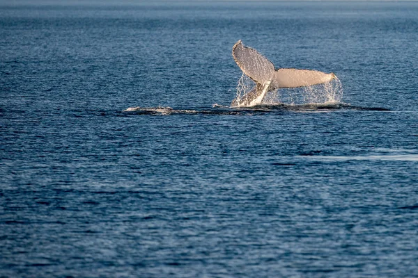 オーストラリアで泳ぐザトウクジラ — ストック写真