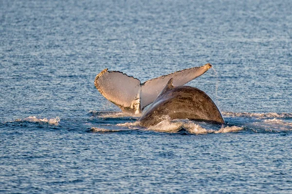 Ballenas jorobadas nadando en Australia —  Fotos de Stock
