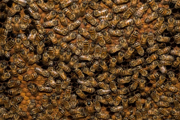 Бджоли всередині вулик макро крупним планом — стокове фото