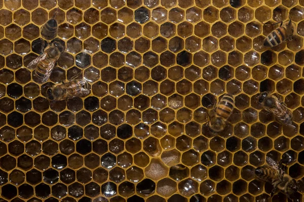 Abeilles à l'intérieur ruche macro gros plan — Photo