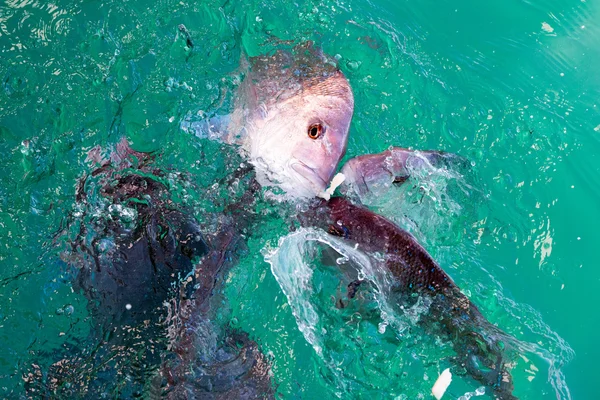 Snappers vermelho peixe enquanto come — Fotografia de Stock