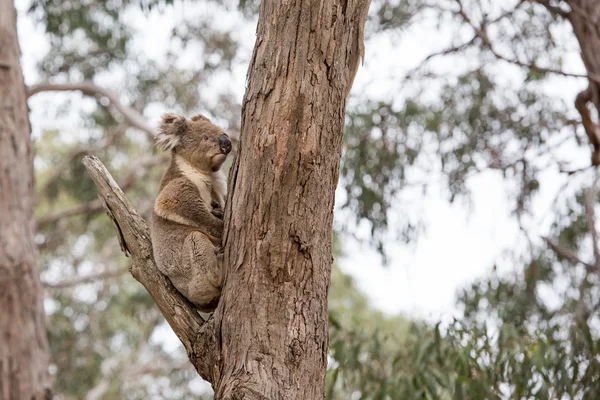 Wild koala op een boom — Stockfoto