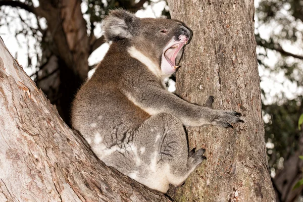Дика коала на дереві під час позіхання — стокове фото