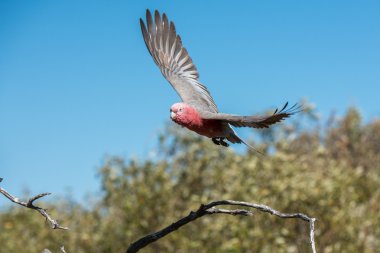 Avustralya kırmızı ve beyaz cacatua portre papağan