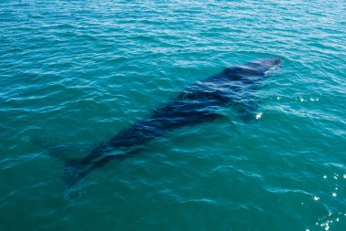 Humpback whales swimming in Australia clipart