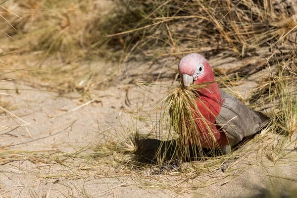 Australia red and white papagei cacatua portrait — Stockfoto