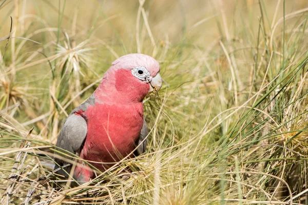 Australië rood en wit papegaai cacatua portret — Stockfoto