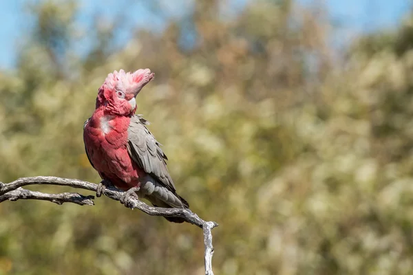 Austrália vermelho e branco papagaio cacatua retrato — Fotografia de Stock