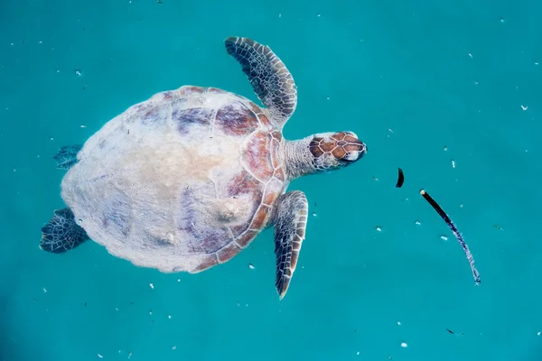 Żółw przychodzi do Ciebie pod wodą — Zdjęcie stockowe