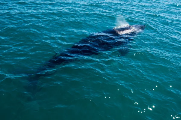 Ballenas jorobadas nadando en Australia —  Fotos de Stock