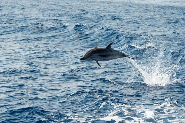 Dolfijnen terwijl springen in de diepe blauwe zee — Stockfoto