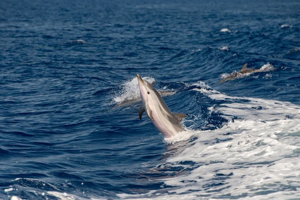 Delfines mientras saltan en el mar azul profundo — Foto de Stock