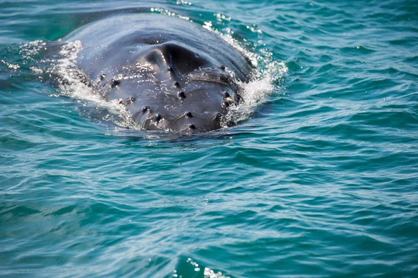 Ballenas jorobadas nadando en Australia — Foto de Stock