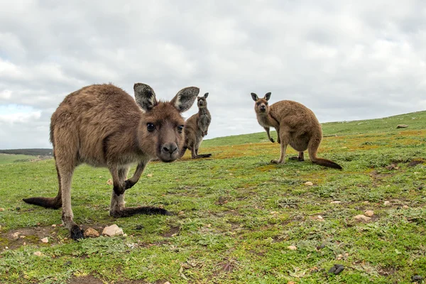 Kangoeroe portret terwijl op zoek naar jou — Stockfoto
