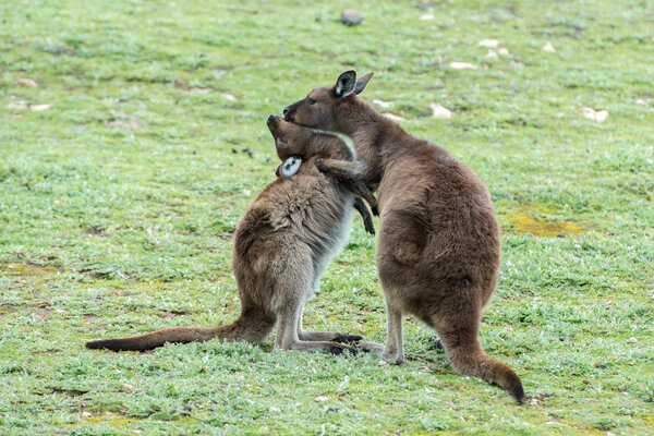 Kangaroos mother and son portrait