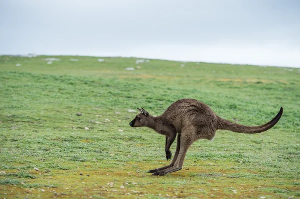 Retrato de canguro mientras salta — Foto de Stock