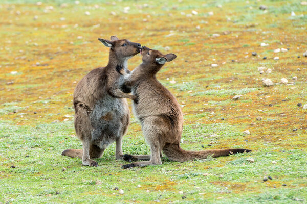 Kangaroos mother and son portrait