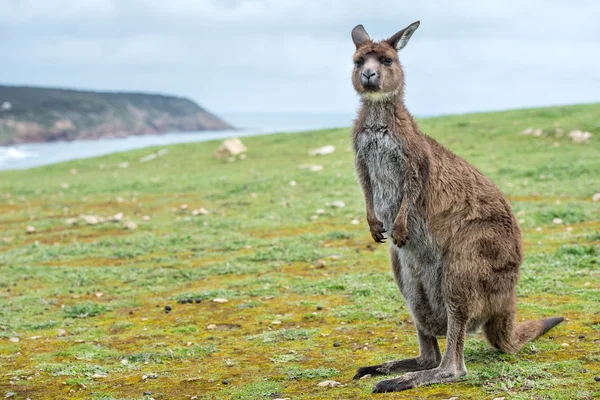 Kangoeroe portret terwijl op zoek naar jou — Stockfoto