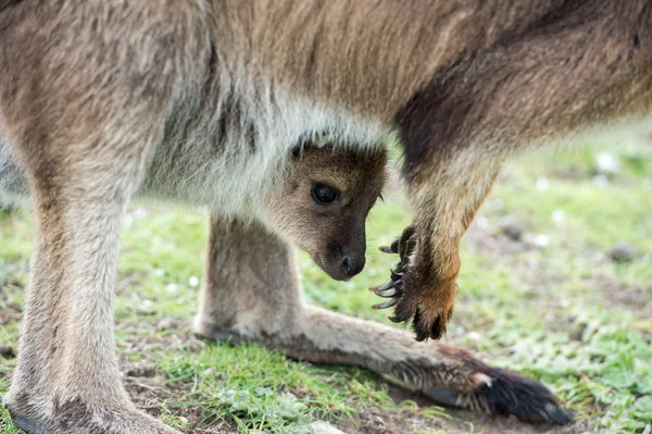 Kängurur mor och son porträtt — Stockfoto