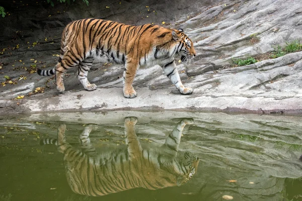 Siberische tijger klaar om te vallen op zoek naar jou — Stockfoto