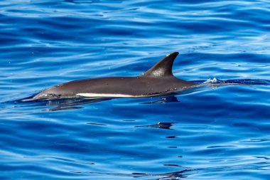 Akdeniz 'de yaygın bir yunus. Ligurian denizinde çok nadir görülür.