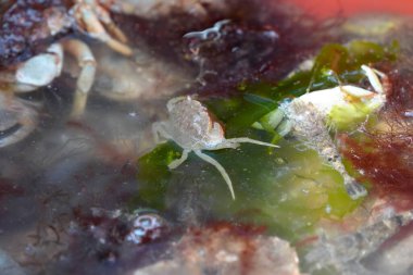 Bir balıkçı eli, Sylt Adası Almanya 'sında deniz altı yaşamı gösteriyor.
