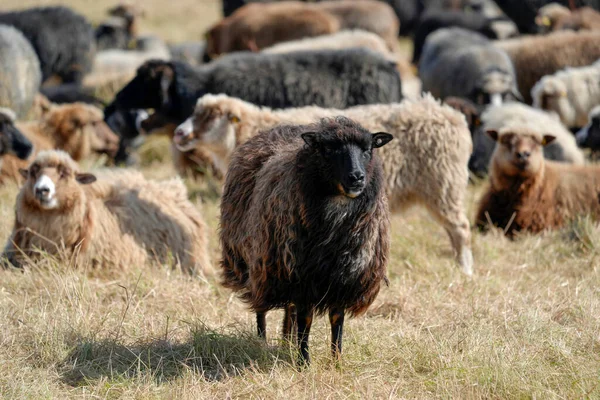 Sylt Island Almanya 'sında koyun sürüsü